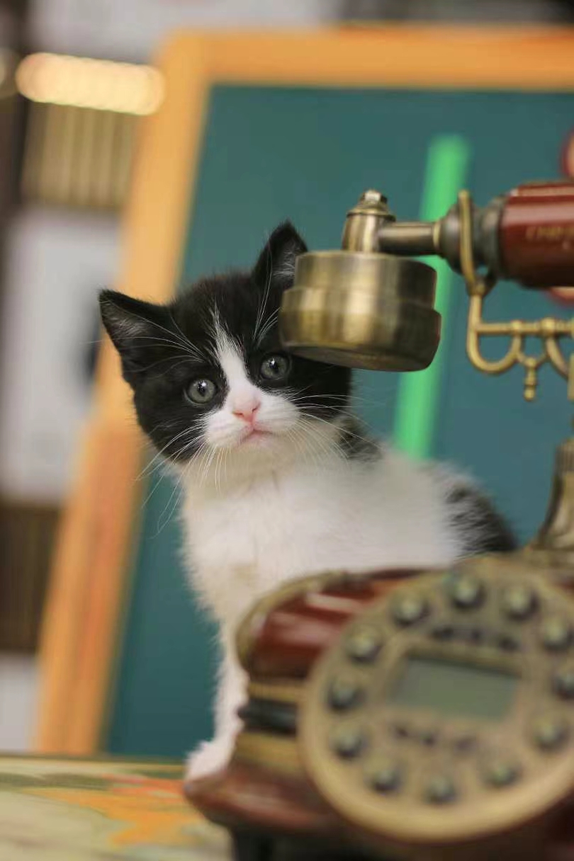 正开脸英短奶牛猫，超乖超可爱，价格还实惠
